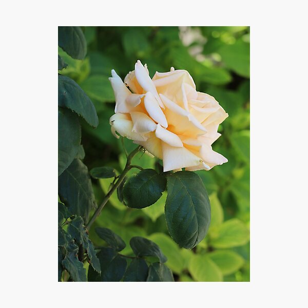 Item preview, Cream Rose designed and sold by SweepingShadows.