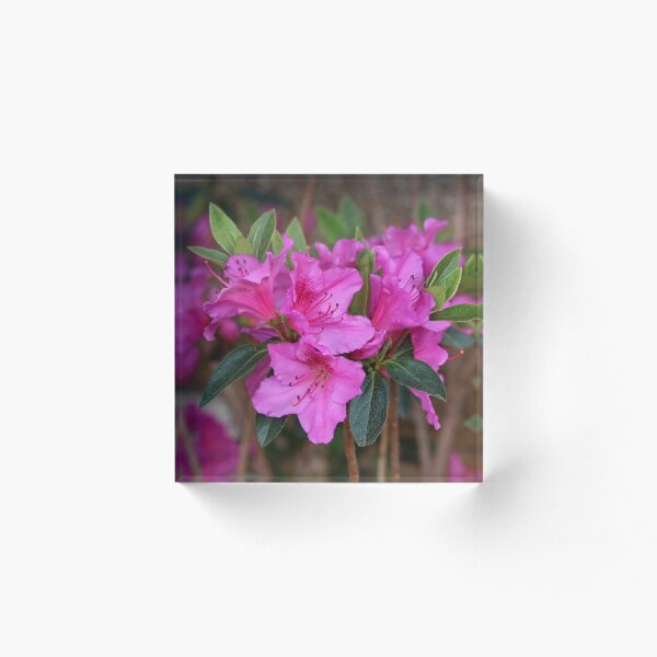 Aperçu de l'œuvre Rhododendron rose vif créée et vendue par SweepingShadows.