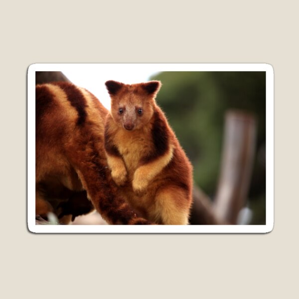Baby Tree Kangaroo Magnet