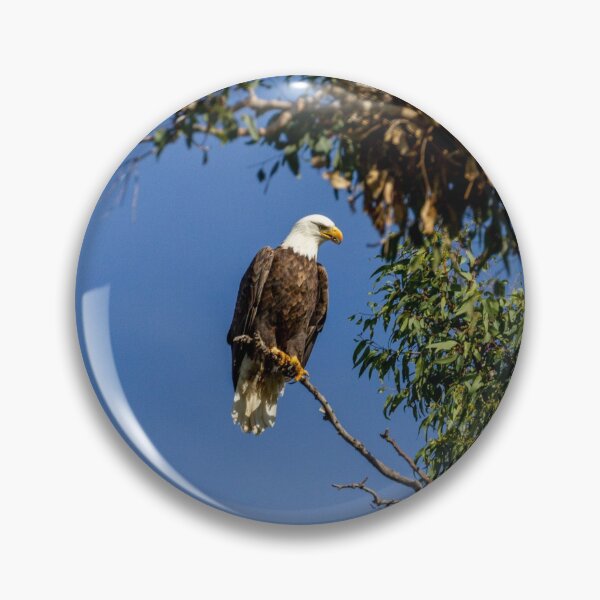 Artikelvorschau, Weißkopfseeadler an einem sonnigen Tag entworfen und verkauft von PsychoAlien.com.