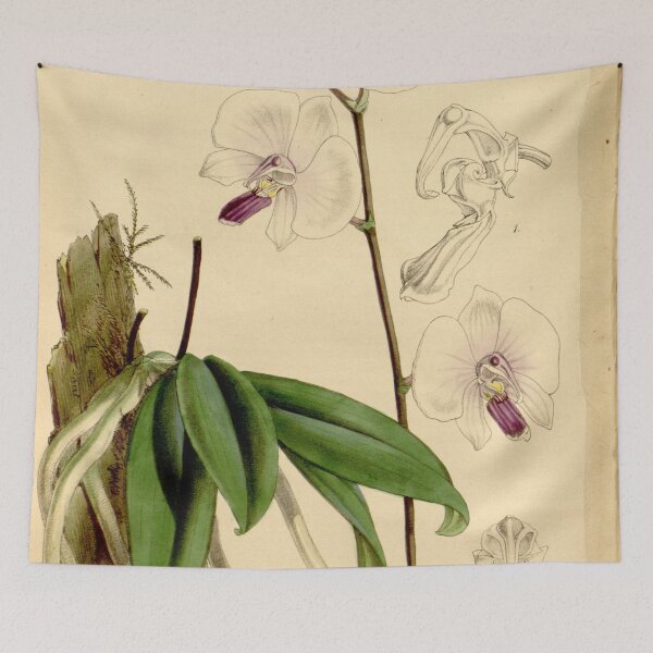 Item preview, Phalaenopsis lowii designed and sold by EsotericBotanic.