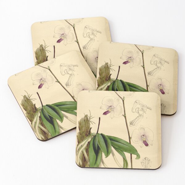 Item preview, Phalaenopsis lowii designed and sold by EsotericBotanic.