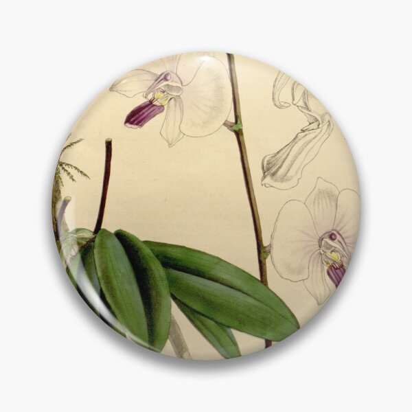 Item preview, Phalaenopsis lowii designed and sold by EsotericBotanic.