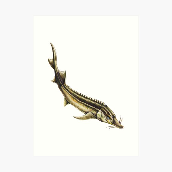 Sterlet - Even more fishy business Kunstdruck