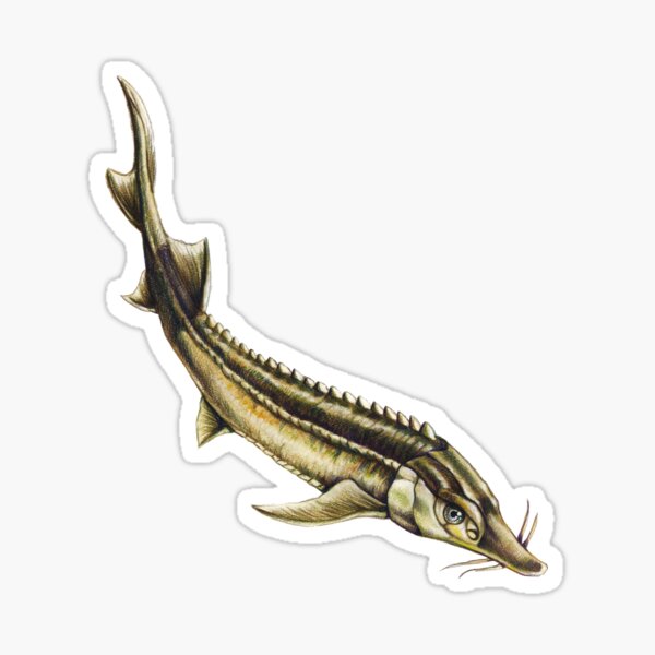 Sterlet - Even more fishy business Sticker
