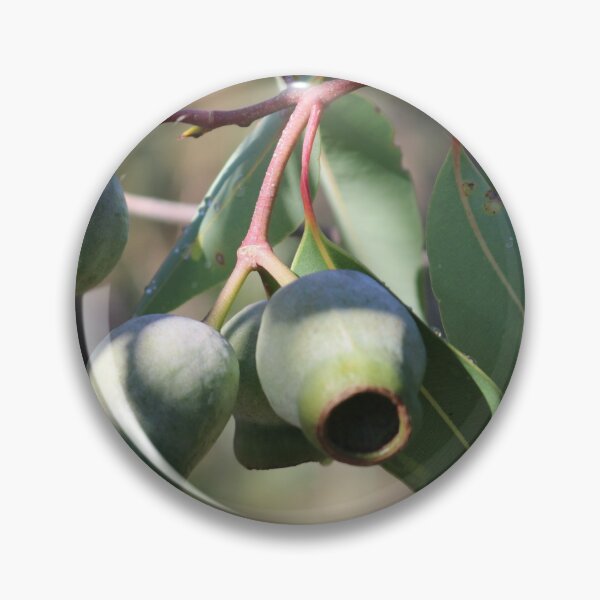 Item preview, Three Eucalyptus Pods designed and sold by Michaela Perryman.