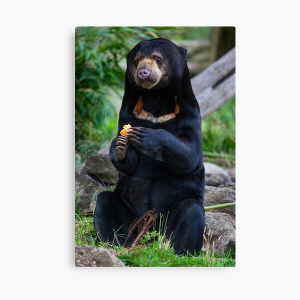 Item preview, Malayan Sun Bear Contemplating designed and sold by Daniela Pintimalli.