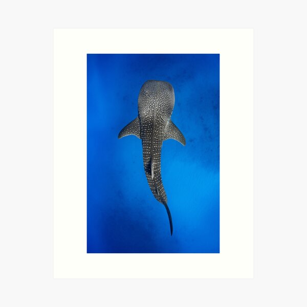 Item preview, Whale Shark  designed and sold by Jesshaddenphoto.