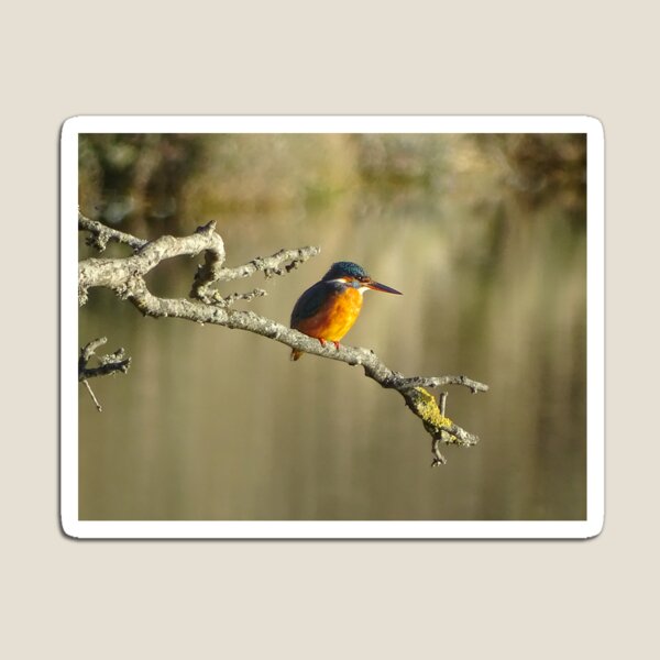 Item preview, Cuckmere Kingfisher designed and sold by TweakyBlinders.