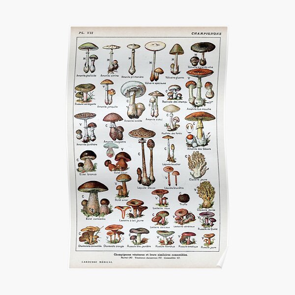 Vintage Mushroom Poster Poster