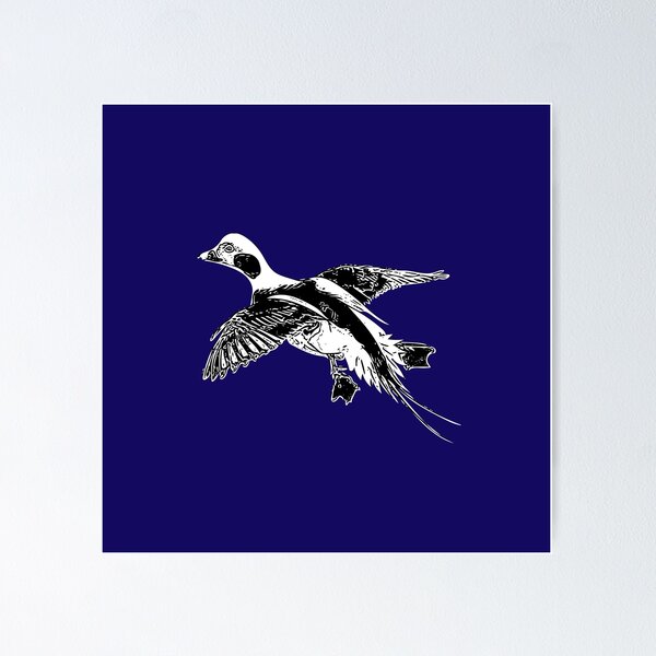 Item preview,  Longtail Duck White over Black Print  designed and sold by designsasstultd.