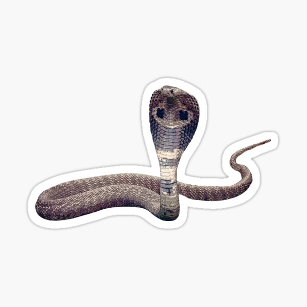 Pink Snake Vinyl Sticker King Cobra Sticker Cute Snake 