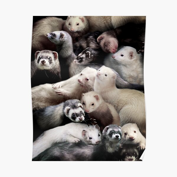 Ferret Wall Art Redbubble