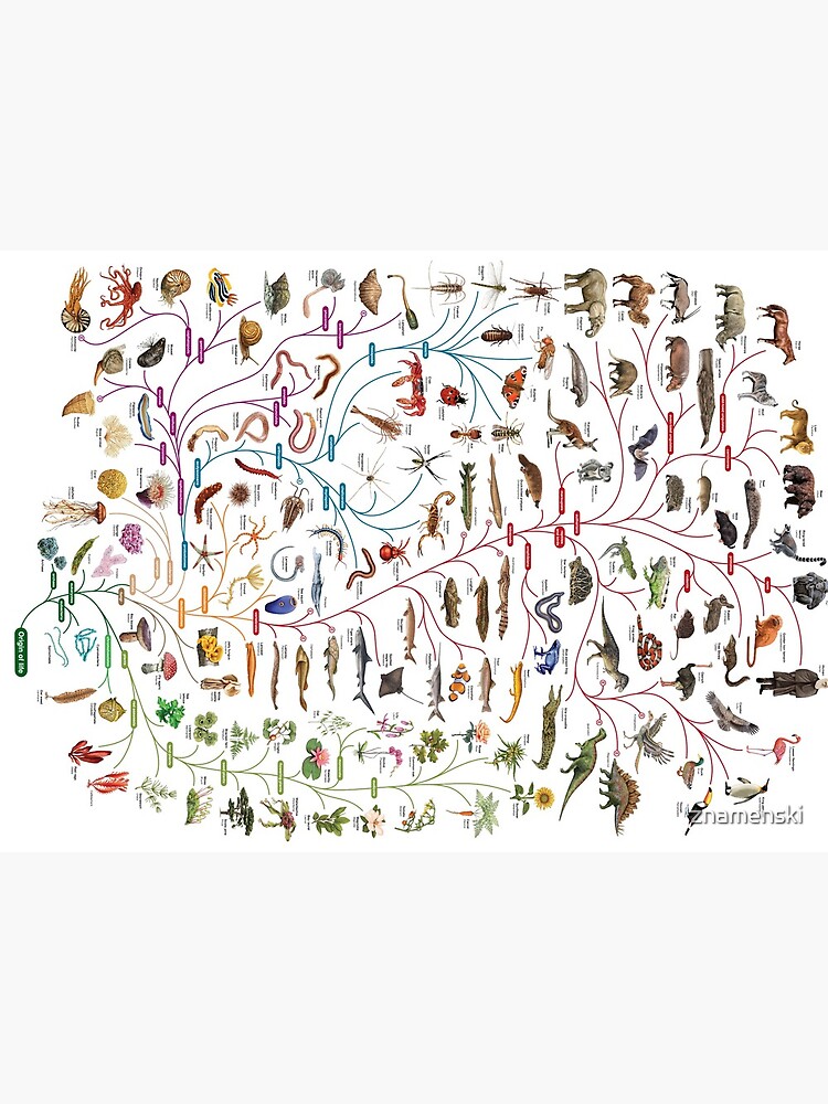 Tree of Animal Life - Evolution is change in the heritable characteristics of biological populations over successive generations by znamenski