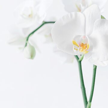 Aperçu de l'œuvre Orchidée Phalaenopsis Blanche de JLXP972