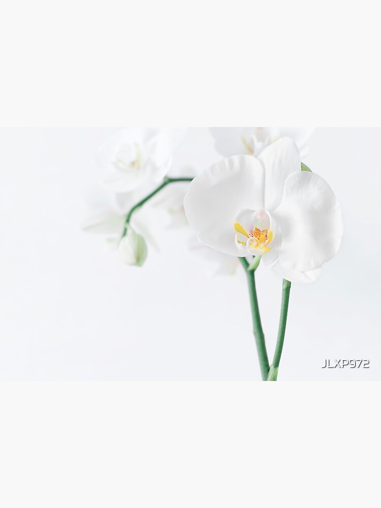 Aperçu 3 sur 3. Sticker avec l'œuvre Orchidée Phalaenopsis Blanche créée et vendue par JLXP972.