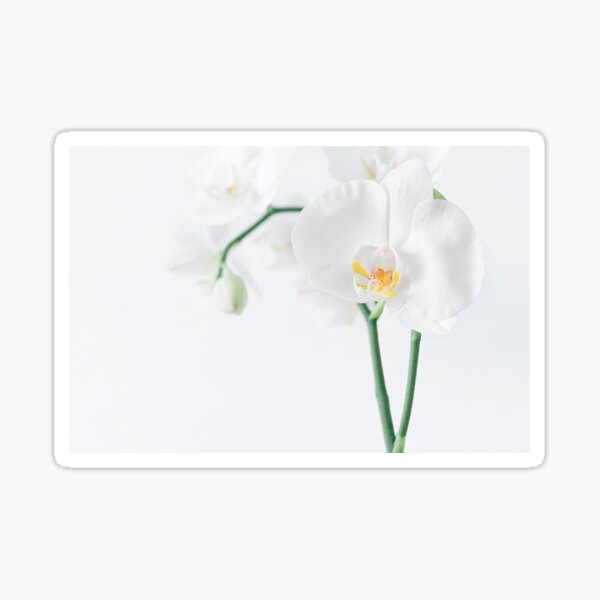 Orchidée Phalaenopsis Blanche Sticker