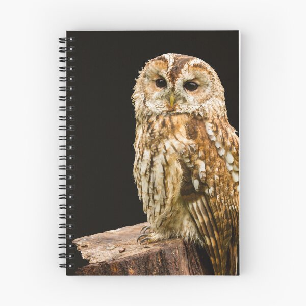 Item preview, Tawny Owl II designed and sold by Jane Stanley Photography.