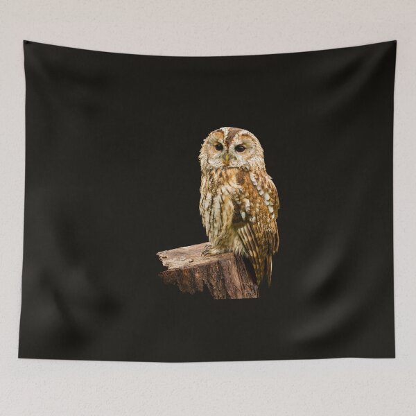 Item preview, Tawny Owl II designed and sold by Jane Stanley Photography.