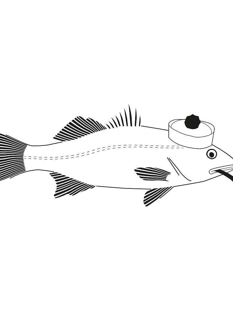 Sea bass disego by disego
