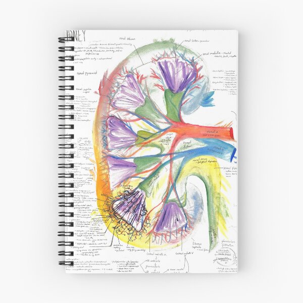 Item preview, Watercolor A&P of the Kidney designed and sold by dr-duncan.
