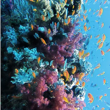 Artwork thumbnail, Under The Ocean by Rajzone