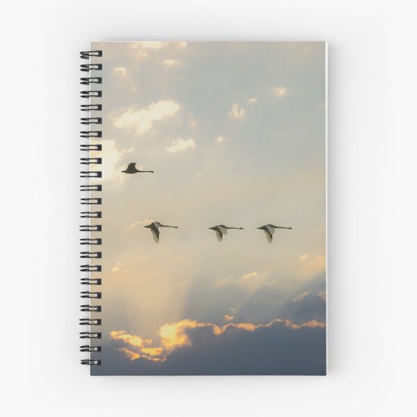 Item preview, Swan Flight at Sunset Far South NSW designed and sold by pcbermagui.