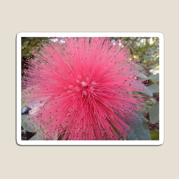 Powder Puff (macro) Magnet