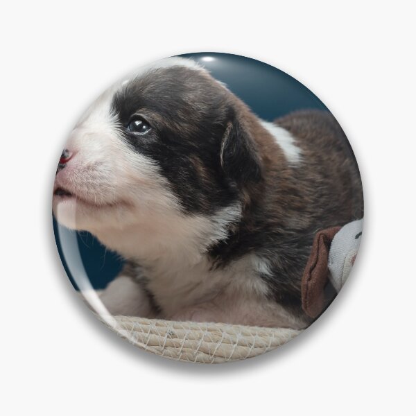 Artikelvorschau, The tiny newborn corgi puppy with a small toys. Welsh Corgi Cardigan. entworfen und verkauft von Alexander Sorokopud.