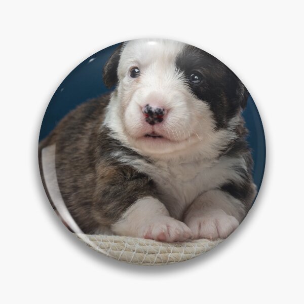 Item preview, The tiny newborn corgi puppy with a small toys. Welsh Corgi Cardigan. designed and sold by Alexander Sorokopud.