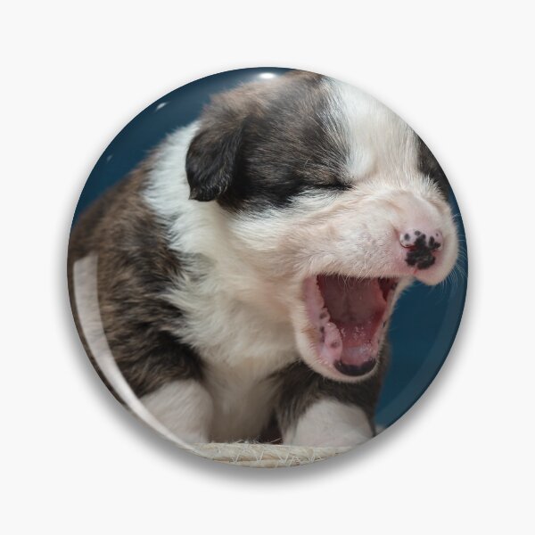 Artikelvorschau, The tiny newborn corgi puppy with a small toys. Welsh Corgi Cardigan. entworfen und verkauft von Alexander Sorokopud.