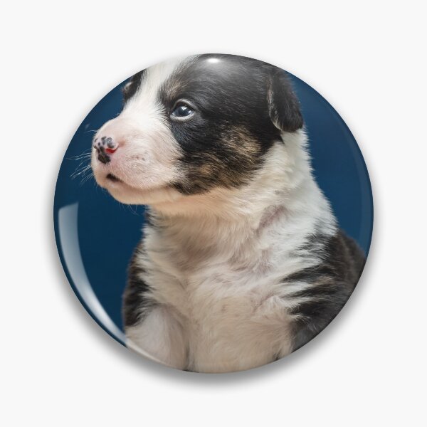 Artikelvorschau, The tiny newborn corgi puppy with a small toys. Welsh Corgi Cardigan. entworfen und verkauft von Alexander Sorokopud.