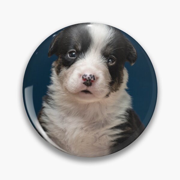 Artikelvorschau, The tiny newborn corgi puppy with a small toys. Welsh Corgi Cardigan. entworfen und verkauft von Alexander Sorokopud.