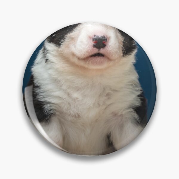 Item preview, The tiny newborn corgi puppy with a small toys. Welsh Corgi Cardigan. designed and sold by Alexander Sorokopud.