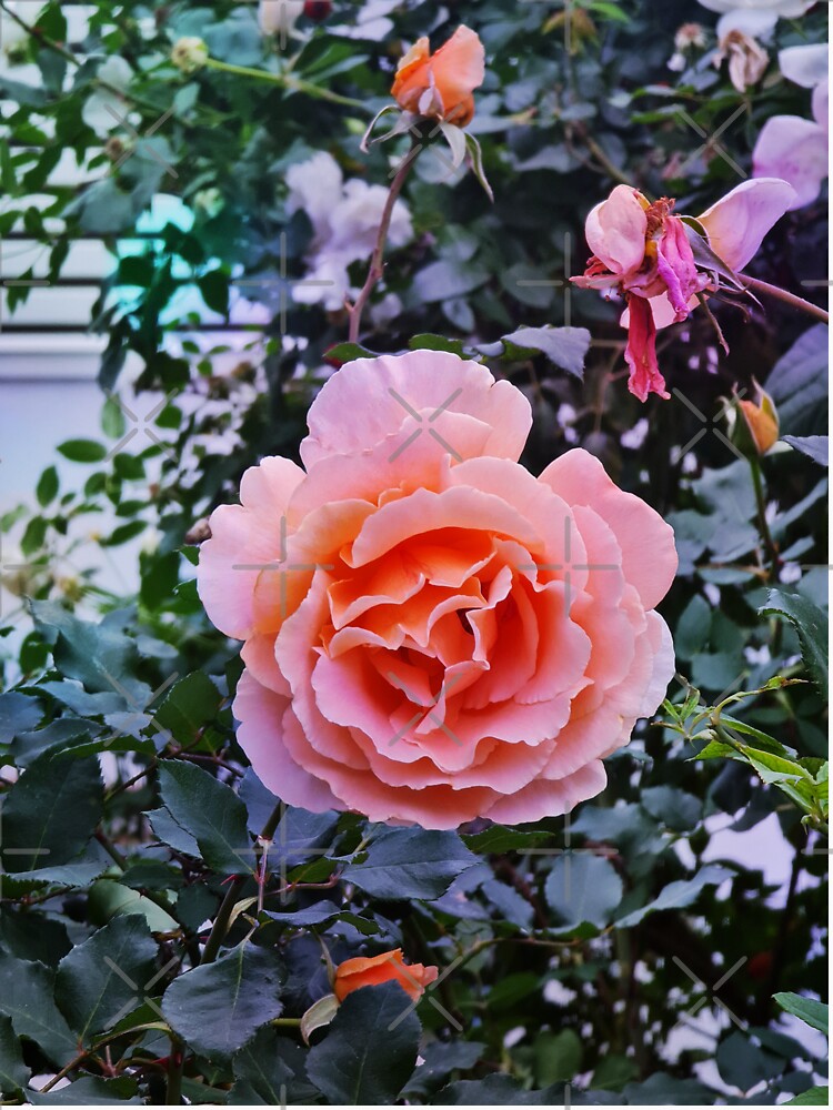 Thumbnail 7 of 7, Classic T-Shirt, Orange Rose Photography Background designed and sold by Victoria Riabov.