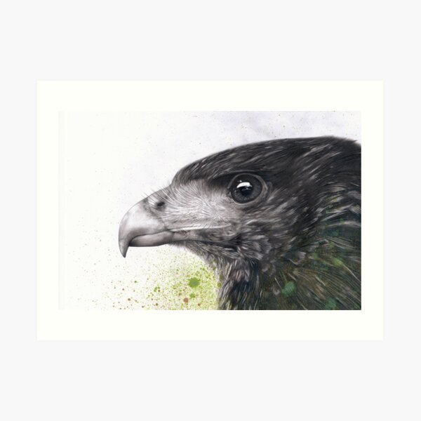Harris Hawk Art Print