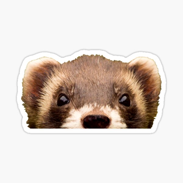 Item preview, Cute Peeking Ferret designed and sold by Curlicue Studio.