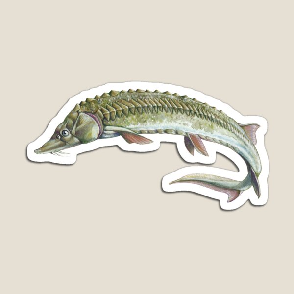 Sturgeon - Acipenser sturio Magnet