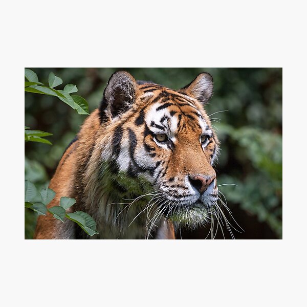 Item preview, Siberian Tiger designed and sold by MertensS.