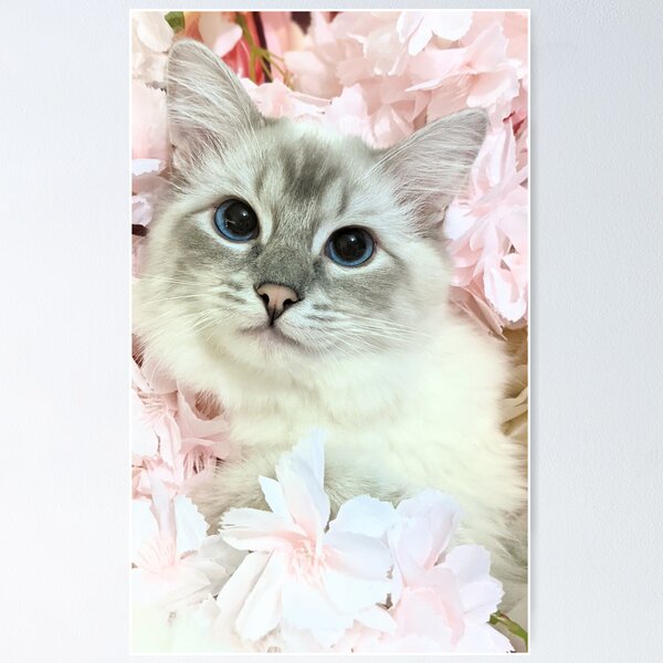 Item preview, Ragdoll queen saoirseragdoll in cherry blossoms designed and sold by Fluffycat2020.