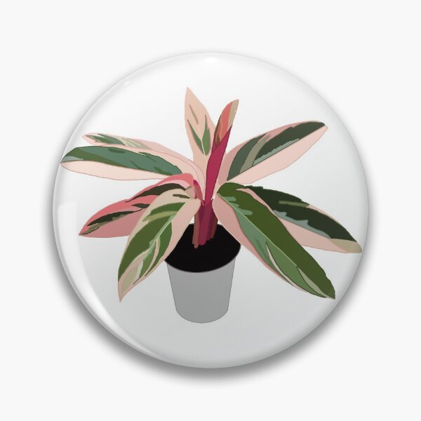 Item preview, Pink Variegated Calathea (triostar stromanthe) designed and sold by Andie Janik.