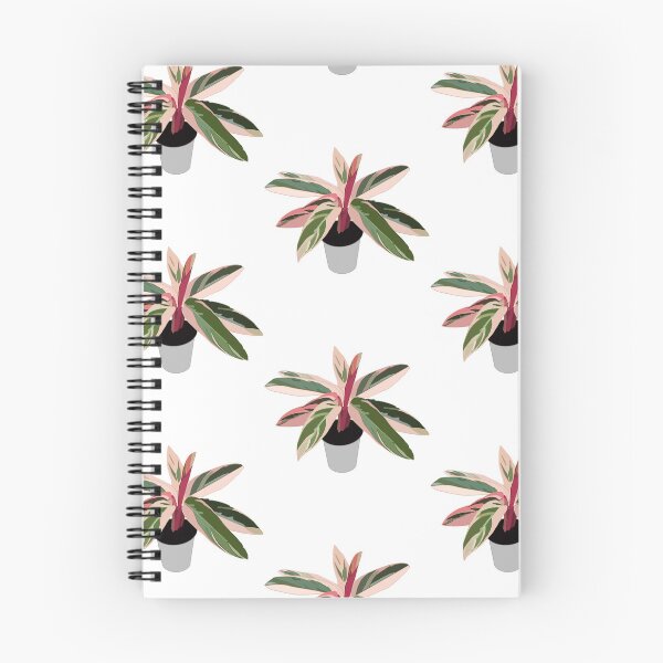 Item preview, Pink Variegated Calathea (triostar stromanthe) designed and sold by Andie Janik.