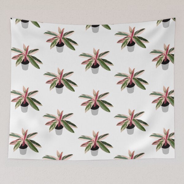 Item preview, Pink Variegated Calathea (triostar stromanthe) designed and sold by Andie Janik.