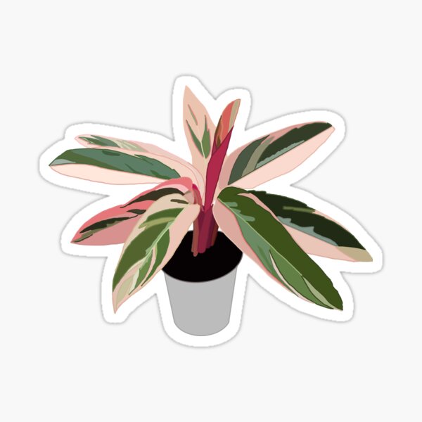 Aperçu de l'œuvre Calathée panachée rose (triostar stromanthe) créée et vendue par Andie Janik.