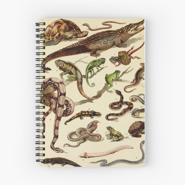 Item preview, Reptiles Vintage Scientific Illustration of Animals Labeled Lithograph designed and sold by Ejaaz.