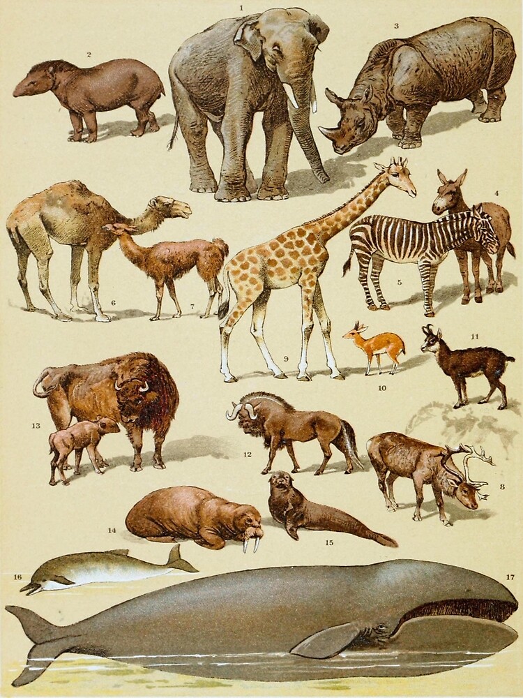 Disover Mammals Vintage Scientific Illustration of Animals Labeled Lithograph Premium Matte Vertical Poster