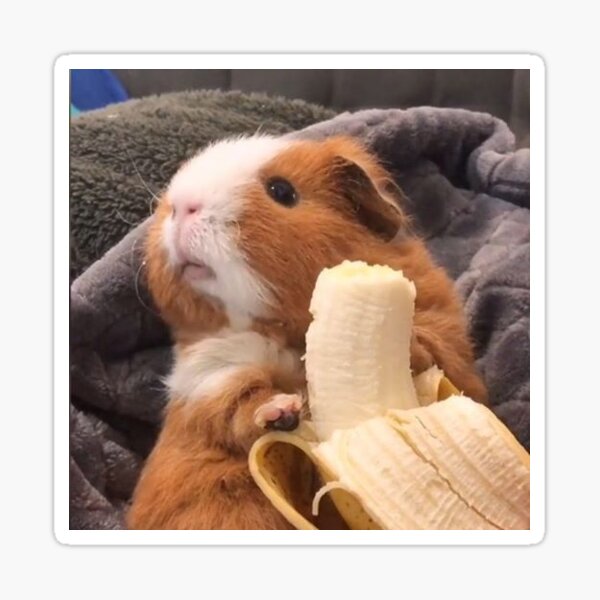 "Cute guinea pig eating banana" Sticker by PizdonArt Redbubble