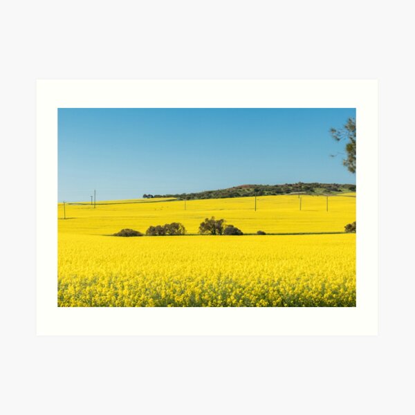 Canola in Moonyoonooka, Western Australia Art Print