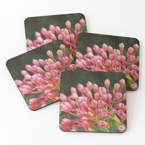 Item preview, Eucalyptus Short Buds Corymbia Ficifolia designed and sold by Joy Watson - Natural Light Photography .
