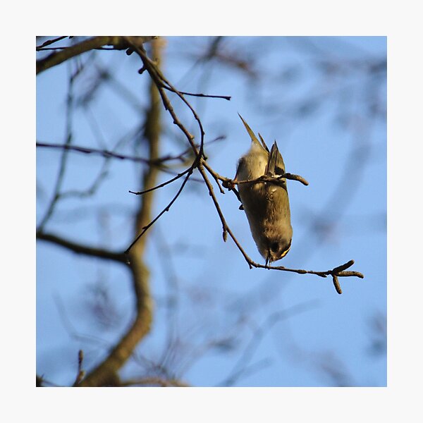 Goldcrest Gymnastics Photographic Print